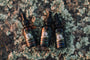 Educated Beards | Beard Oil